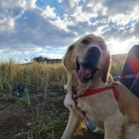 Golden Retriever, Köpek  Paşa fotoğrafı