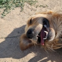 Golden Retriever, Köpek  Paşa fotoğrafı