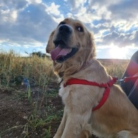 Golden Retriever, Köpek  Paşa fotoğrafı