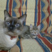 Siyam Kedisi, Kedi  Zeus fotoğrafı