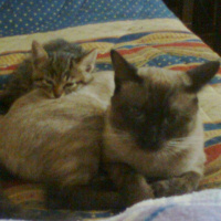 Siyam Kedisi, Kedi  Zeus fotoğrafı