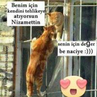 Tekir Kedi, Kedi  Dembaba fotoğrafı