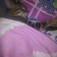 Tekir Kedi, Kedi  Hureyre fotoğrafı