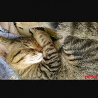 Tekir Kedi, Kedi  Hureyre fotoğrafı