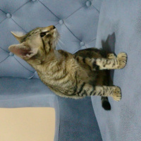 Tekir Kedi, Kedi  Hureyre fotoğrafı