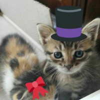 Tekir Kedi, Kedi  Hureyre fotoğrafı