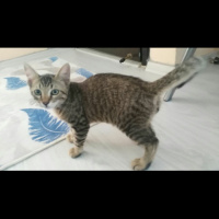 Tekir Kedi, Kedi  Hureyre fotoğrafı