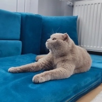 Scottish Fold, Kedi  Duman fotoğrafı