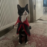 Tuxedo (Smokin) Kedi, Kedi  ROMA fotoğrafı