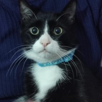 Tuxedo (Smokin) Kedi, Kedi  ROMA fotoğrafı
