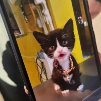 Tuxedo (Smokin) Kedi, Kedi  ROMA fotoğrafı