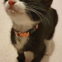 Tuxedo (Smokin) Kedi, Kedi  ROMA fotoğrafı