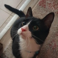 Tuxedo (Smokin) Kedi, Kedi  ROMA fotoğrafı