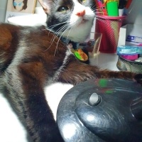 Tuxedo (Smokin) Kedi, Kedi  ROMA fotoğrafı