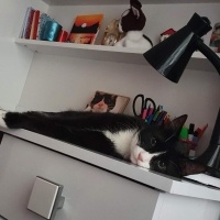 Tuxedo (Smokin) Kedi, Kedi  ROMA fotoğrafı