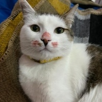 Tekir Kedi, Kedi  LUCCA BELLA fotoğrafı