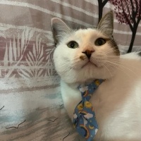 Tekir Kedi, Kedi  LUCCA BELLA fotoğrafı