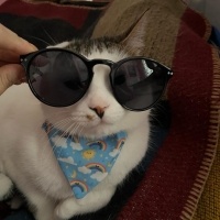 Tekir Kedi, Kedi  LUCCA BELLA fotoğrafı