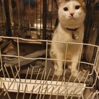 Tekir Kedi, Kedi  LUCCA BELLA fotoğrafı