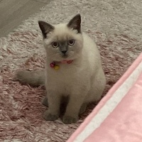 British Shorthair, Kedi  SÜTLAÇ fotoğrafı