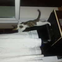 Tekir Kedi, Kedi  Paşa fotoğrafı
