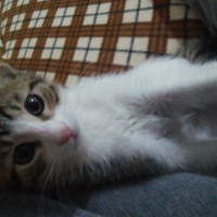 Tekir Kedi, Kedi  Paşa fotoğrafı