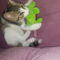 Tekir Kedi, Kedi  Paşa fotoğrafı