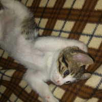Tekir Kedi, Kedi  Paşa fotoğrafı