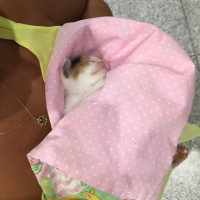 Tekir Kedi, Kedi  Lily fotoğrafı