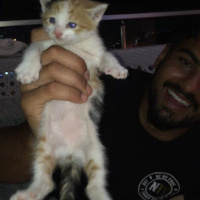 Tekir Kedi, Kedi  Lily fotoğrafı
