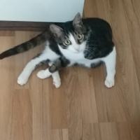 Tekir Kedi, Kedi  Zeytin  fotoğrafı