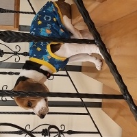 Beagle, Köpek  Dobby fotoğrafı
