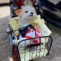 Maltese, Köpek  Leo fotoğrafı