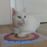 Van Kedisi, Kedi  Paşa fotoğrafı