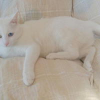 Van Kedisi, Kedi  Paşa fotoğrafı