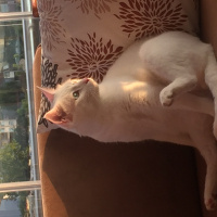 Van Kedisi, Kedi  Paşa fotoğrafı