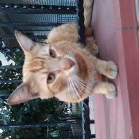 Tekir Kedi, Kedi  Kınalı  fotoğrafı