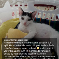 Tekir Kedi, Kedi  Jonathan fotoğrafı
