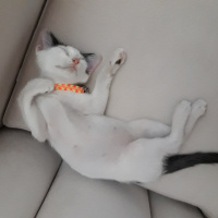 Tekir Kedi, Kedi  Jonathan fotoğrafı
