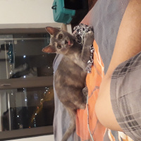 Tekir Kedi, Kedi  Felicia fotoğrafı