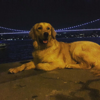 Golden Retriever, Köpek  Köpük fotoğrafı