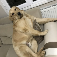 Golden Retriever, Köpek  Köpük fotoğrafı