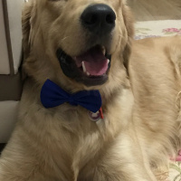 Golden Retriever, Köpek  Köpük fotoğrafı