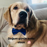 Golden Retriever, Köpek  Köpük fotoğrafı