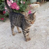 Tekir Kedi, Kedi  Dori fotoğrafı