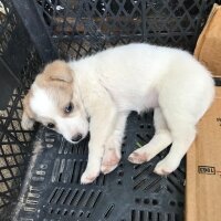 Jack Russell Terrier, Köpek  Niki fotoğrafı