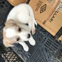 Jack Russell Terrier, Köpek  Niki fotoğrafı