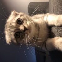 Scottish Fold, Kedi  Badem fotoğrafı