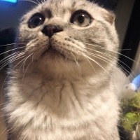 Scottish Fold, Kedi  Badem fotoğrafı