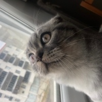 Scottish Fold, Kedi  Badem fotoğrafı